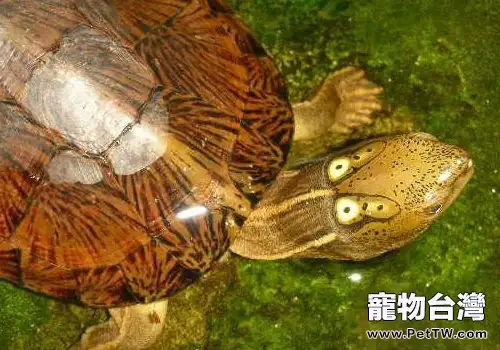 綠水對於養龜的好處