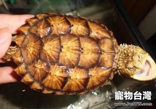 佛羅里達鱷龜的特性(1圖)-寵物台灣