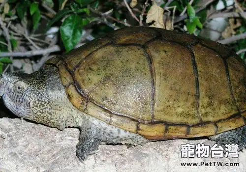 寵物龜混養誤區(1圖)-寵物台灣