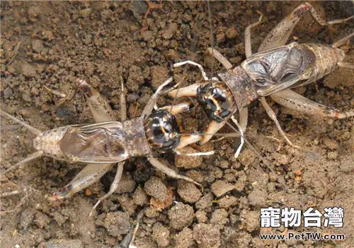 早秋時如何飼養蟋蟀(1圖)-寵物台灣