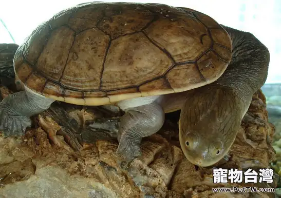 如果讓龜龜乖乖吃藥(1圖)-寵物台灣