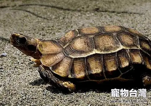 如何飼養一隻長命的小龜