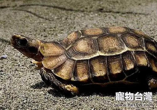 如何飼養一隻長命的小龜(1圖)-寵物台灣