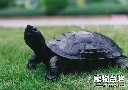 養龜的必需品有哪些(1圖)-寵物台灣