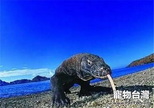 巨蜥能在家裡飼養嗎(1圖)-寵物台灣