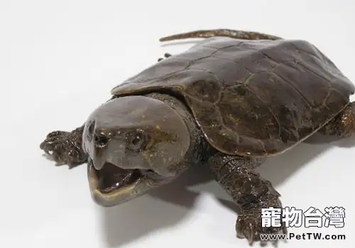 各種維生素對寵物龜的影響(1圖)-寵物台灣