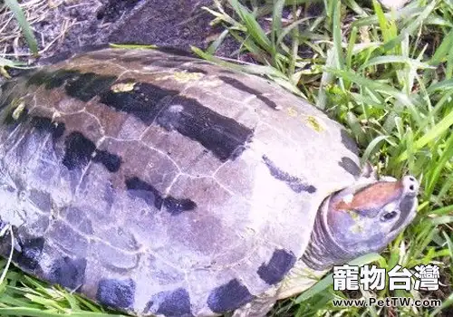 能給寵物龜餵食的食物有哪些