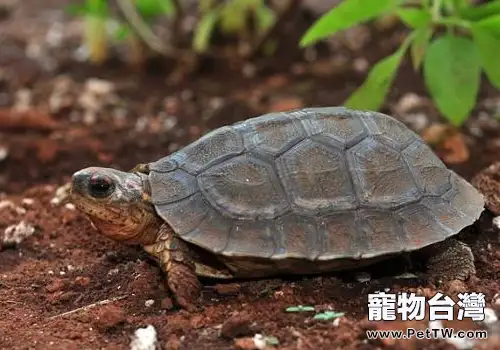 飼養寵物龜如何控制水質(1圖)-寵物台灣