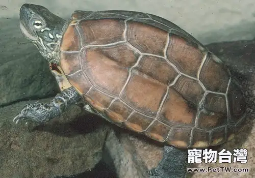 草龜的特點及飼養方法