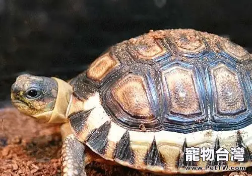 寵物龜的給藥方式有哪些(1圖)-寵物台灣