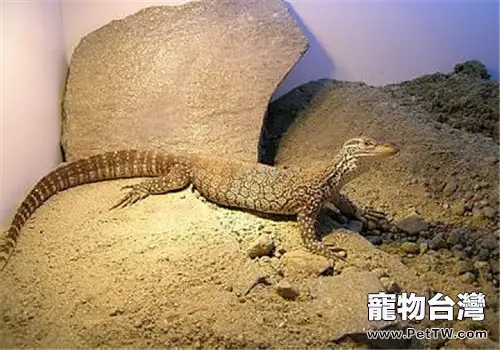 帝汶巨蜥的外形特點(1圖)-寵物台灣