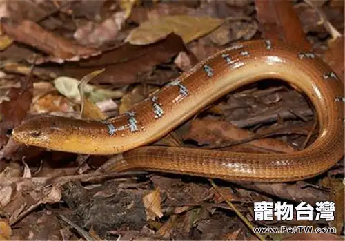 帝王蛇蜥的外形特點(1圖)-寵物台灣