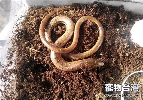 帝王蛇蜥的飼養環境(1圖)-寵物台灣