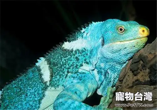 斐濟鬣蜥的外形特點(1圖)-寵物台灣
