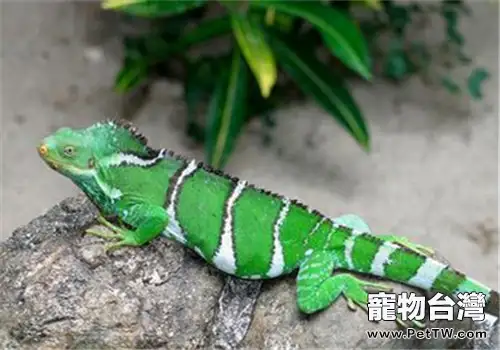 斐濟鬣蜥的飼養環境(1圖)-寵物台灣