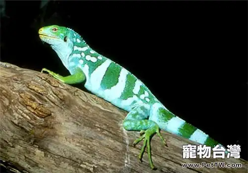 斐濟鬣蜥的餵食要點(1圖)-寵物台灣