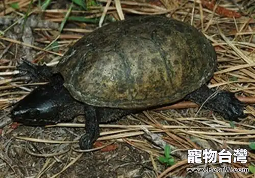 如何幫寵物龜修剪指甲(1圖)-寵物台灣