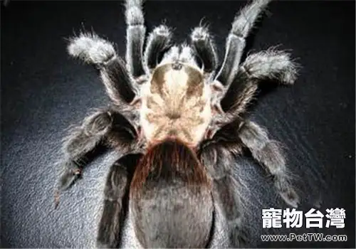 德克薩斯棕食鳥的外形特點