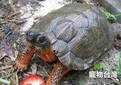 成年龜的養殖環境該如何