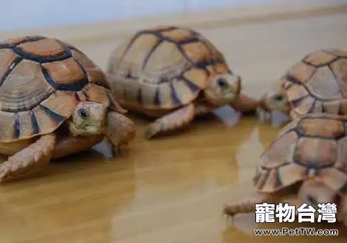 飼養寵物龜的幾個要點(1圖)-寵物台灣