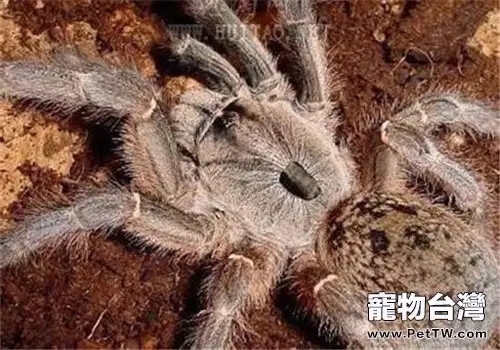東非角巴布的品種簡介(1圖)-寵物台灣