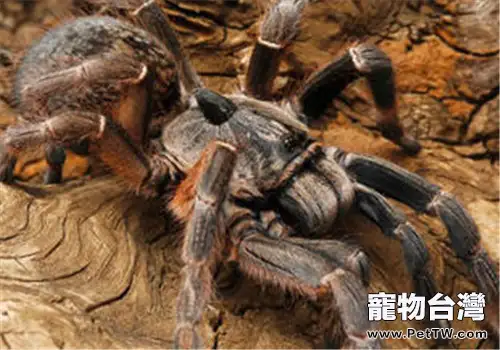東非角巴布的外形特點(1圖)-寵物台灣