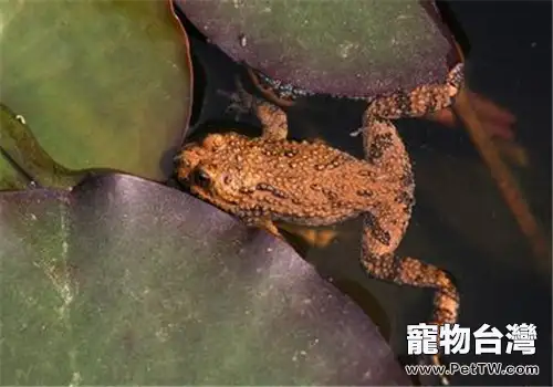 東方鈴蟾的生活環境