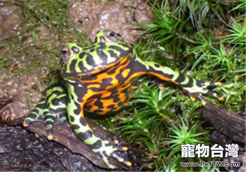 東方鈴蟾的餵食要點