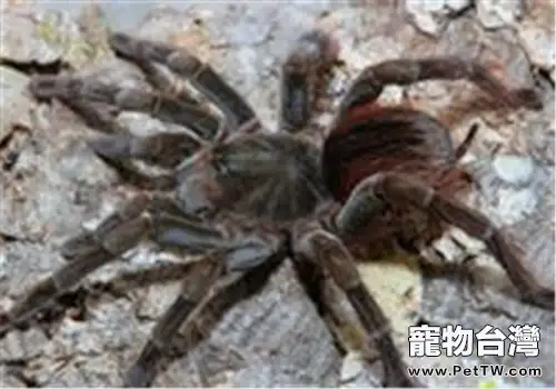 厄瓜多爾棕絲絨的餵食要點(1圖)-寵物台灣