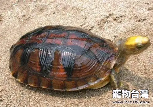 金頭閉殼龜的飼養要點