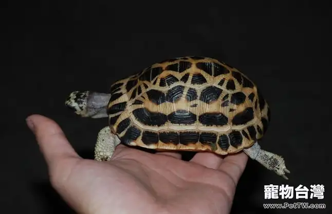 龜龜得了疥瘡怎麼辦(1圖)-寵物台灣