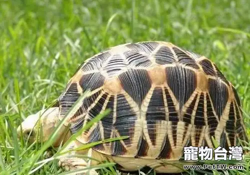 如何飼養緬甸陸龜