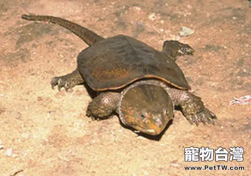 平胸龜的生活習性有哪些