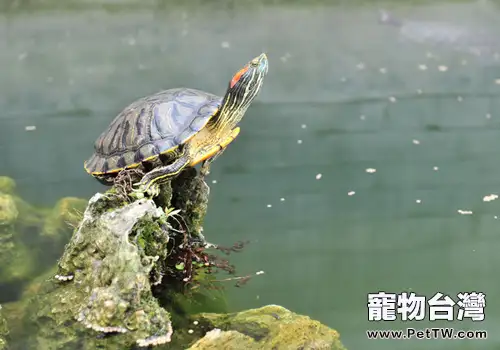 寵物龜過冬後死亡的原因(1圖)-寵物台灣