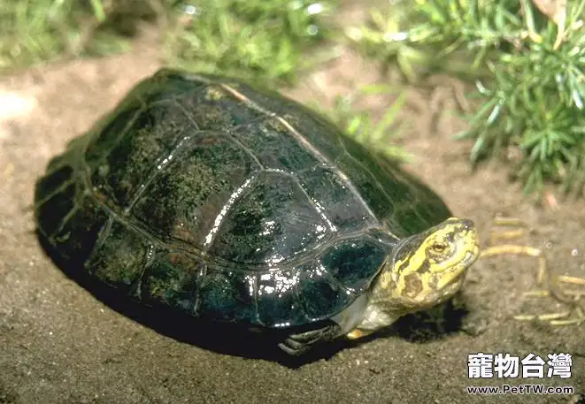 鷹嘴龜的飼養環境