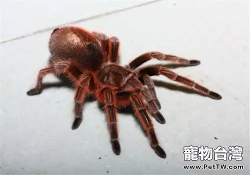 厄瓜多爾羊毛粉紅趾的品種簡介(1圖)-寵物台灣