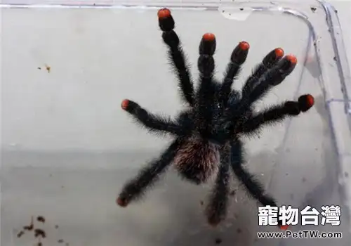厄瓜多爾羊毛粉紅趾的外形特點(1圖)-寵物台灣