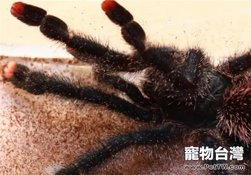 厄瓜多爾羊毛粉紅趾的飼養環境(1圖)-寵物台灣
