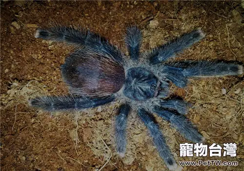 厄瓜多爾羊毛粉紅趾的餵食要點(1圖)-寵物台灣