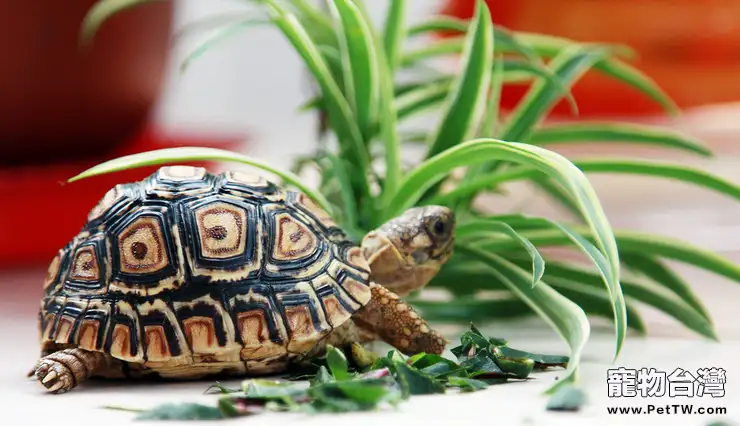 紅耳龜的繁殖知識