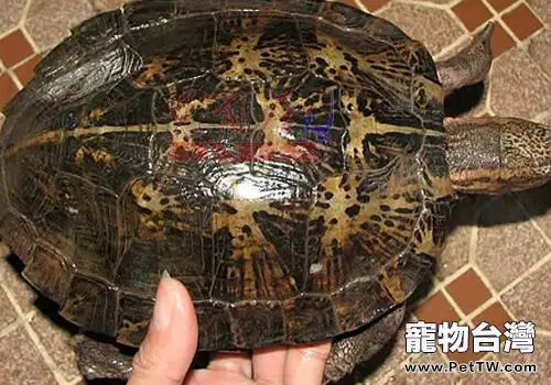 如何防止寵物龜畸形(1圖)-寵物台灣