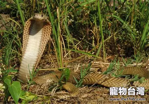 菲律賓眼鏡蛇的品種簡介