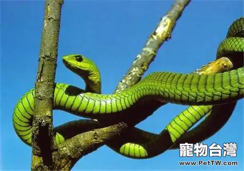 非洲樹蛇的品種簡介