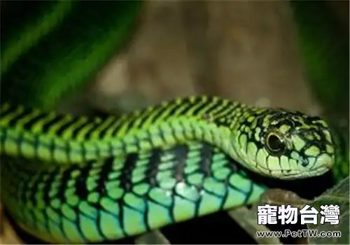 非洲樹蛇的外形特點
