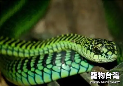 非洲樹蛇的外形特點(1圖)-寵物台灣