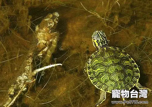 如何預防寵物龜浮水病