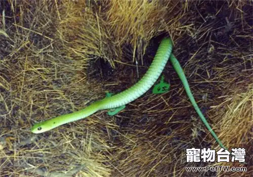 非洲樹蛇的生存環境(1圖)-寵物台灣