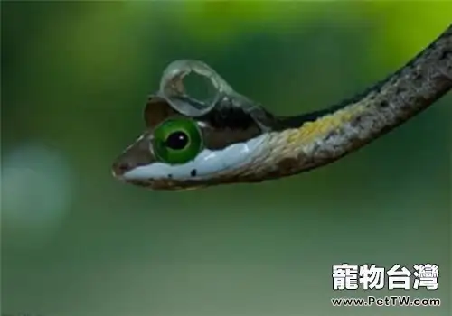 非洲樹蛇的食物要求(1圖)-寵物台灣