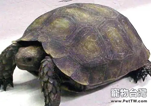 什麼是寵物龜代謝病 (1圖)-寵物台灣