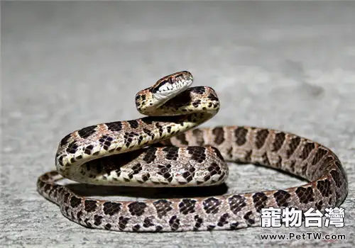 繁花林蛇的品種簡介(1圖)-寵物台灣